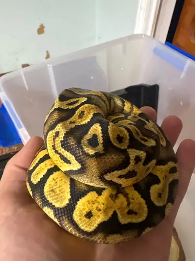 Female ball pithon, View more