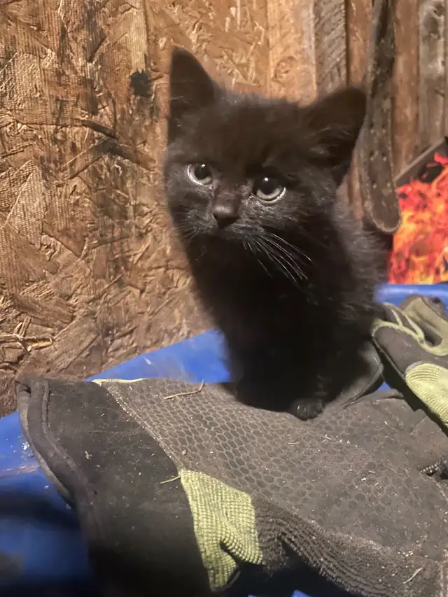 kittens for sale in Cats & Kittens for Rehoming in North Bay - Image 4