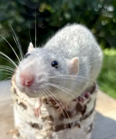 High end pet rats, View more