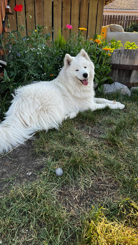 Looking for Samoyed male for breeding my girl! in Animal & Pet Services in Calgary