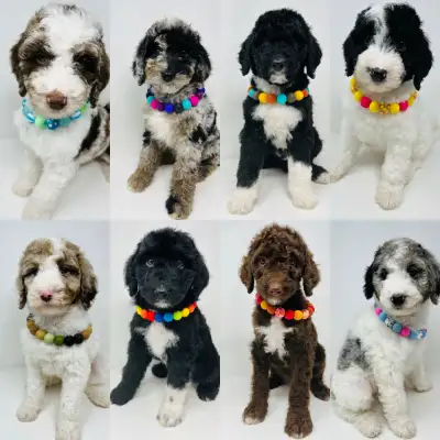 Moyen Sheepadoodles. Expected 30-40 pounds. 18 inches tall. These are second generation so yes very...
