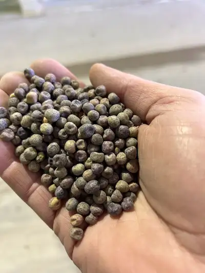 40-10 Forage peas for sale - Bulk or Mini bulk bags - Great option for mixing with oats Seed oats al...