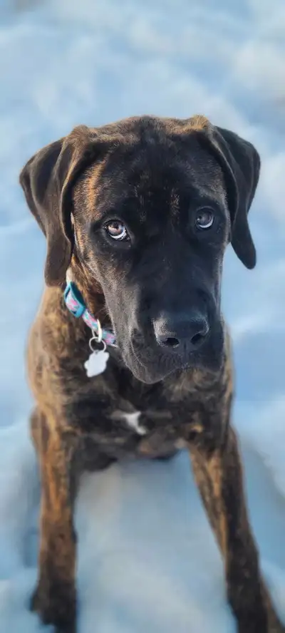 I need to rehome our beloved kali! She's a beautiful brindle English mastiff, the most cuddly lap do...