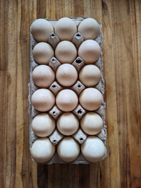 Runner Duck Cross Hatching Eggs!