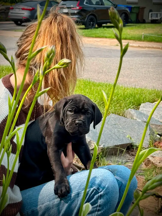 Cane Corso in Dogs & Puppies for Rehoming in City of Montréal - Image 4