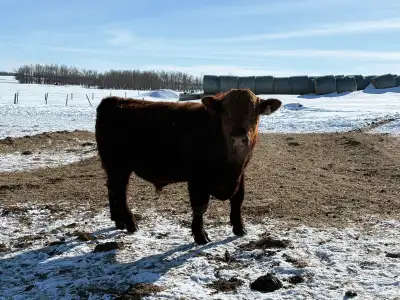 Bull for Sale, View more