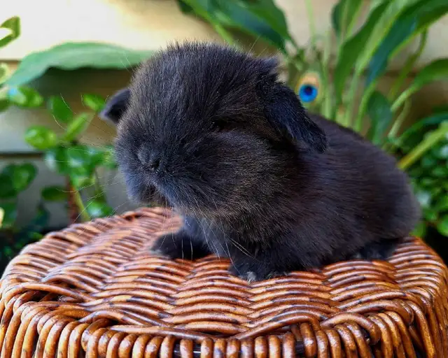 Holland Lop Rabbitry (nettle.blossom.burrows) in Small Animals for Rehoming in Delta/Surrey/Langley - Image 6