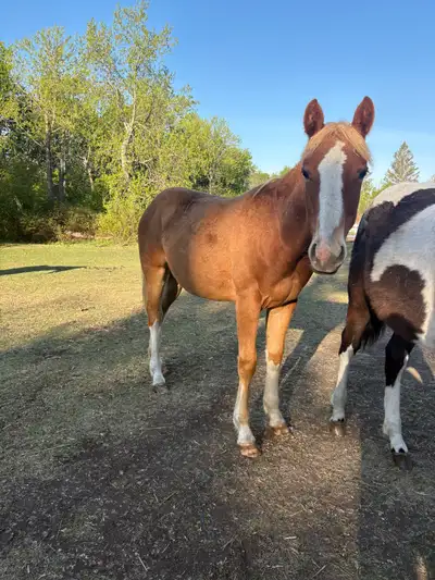 2024 sorrel filly, Voir plus