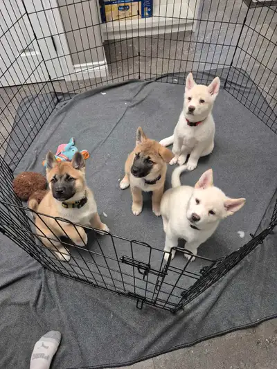 3 Adorable purebred American Akita puppies born December 12, 2024 are looking for their fur ever hom...