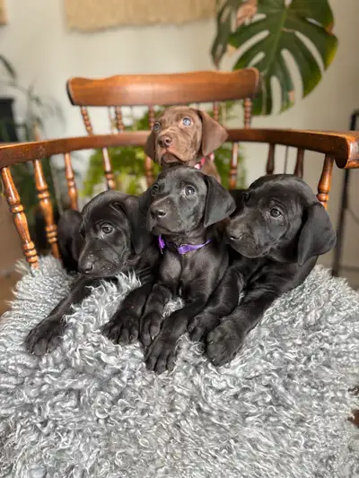 Great Weimar puppies, View more