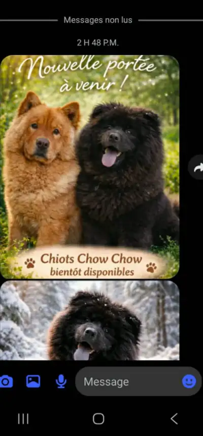 chowchow, View more