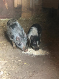 Mini pot belly pigs forsale