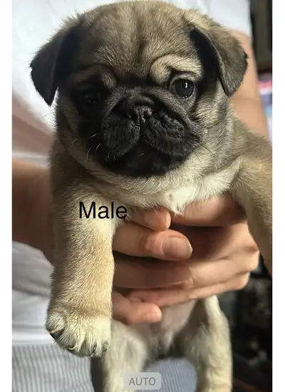 pug puppies for rehoming , View more