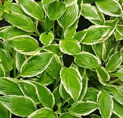Hosta perennial plant potted, View more