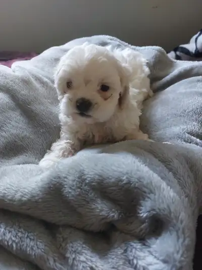 Puppies for sale, View more
