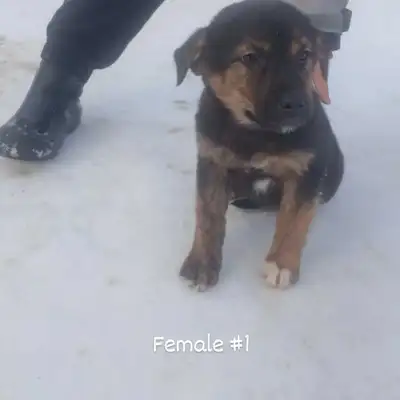 Adorable puppies looking for loving homes! , View more