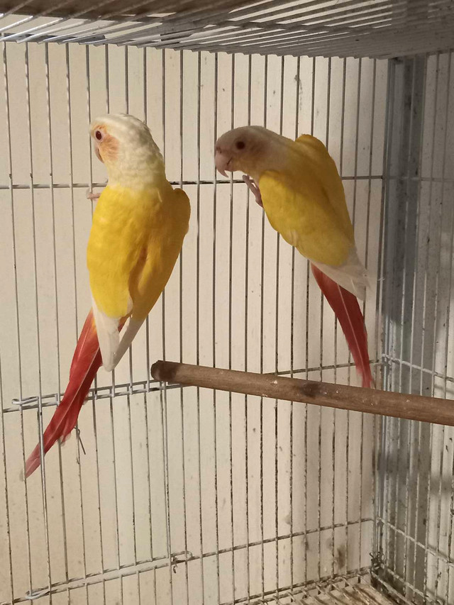 Breeding pairs of Lutino Conures (not tame) in Birds for Rehoming in Oakville / Halton Region