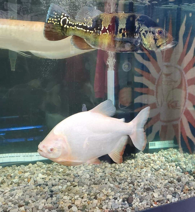 Albino Pacu 12 inches in Fish for Rehoming in Leamington - Image 2