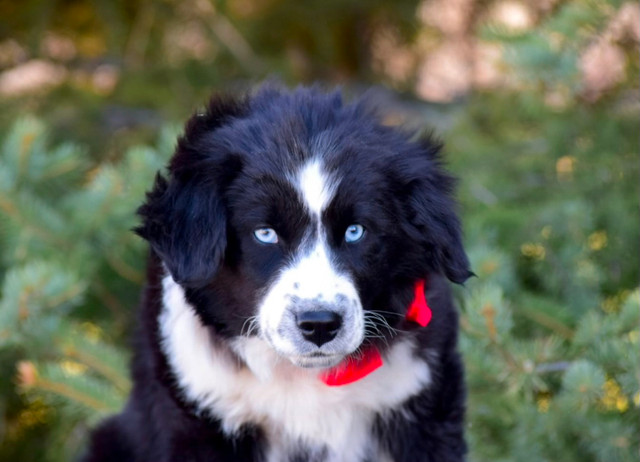 Bernese Aussie X Golden Retriever pups! in Dogs & Puppies for Rehoming in Edmonton
