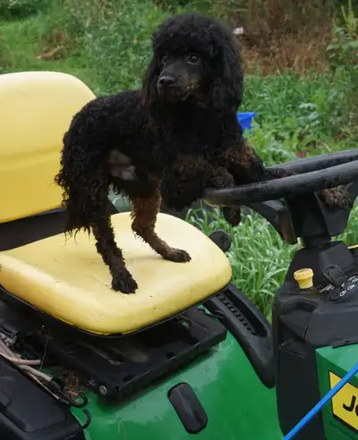 KNIGHT RIDER - BLACK & RED PUREBRED POODLE, View more