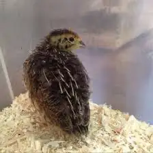 baby quails should start laying in 4weeks also have duckling and, View more