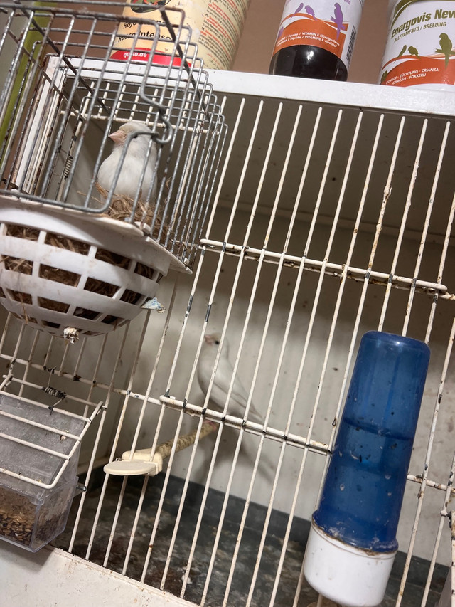 Young White canaries for sale in Birds for Rehoming in City of Toronto - Image 4