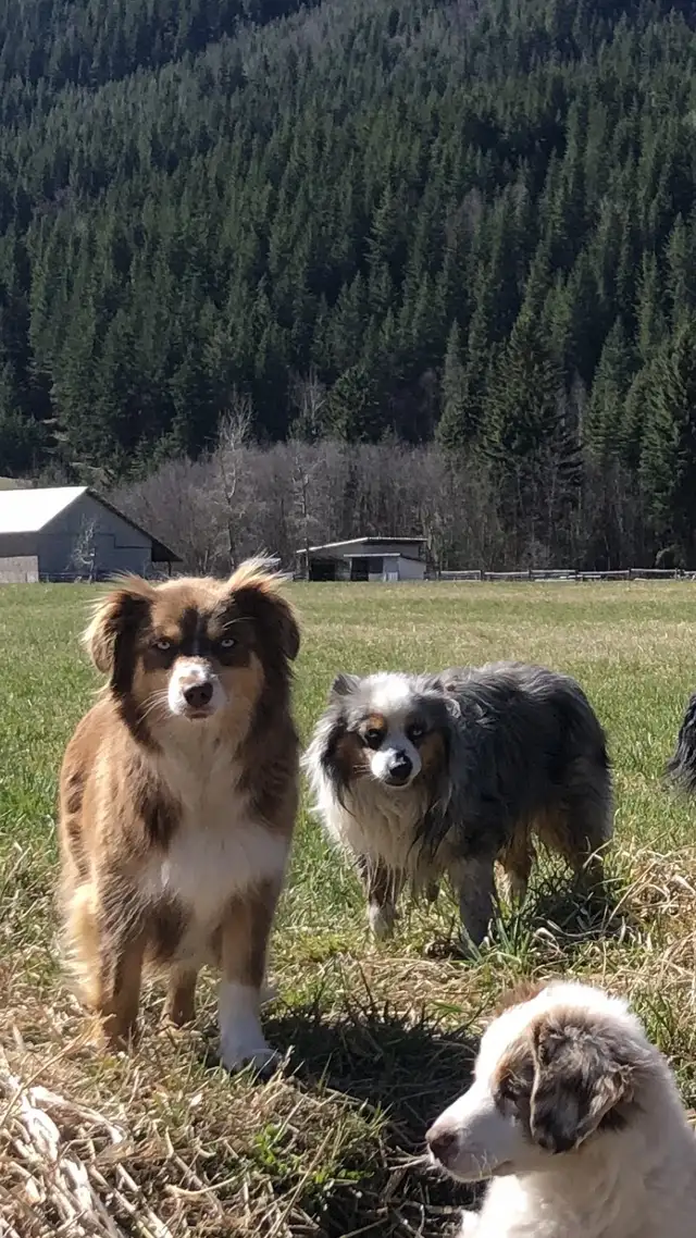 Toy Australian Shepherd Pups in Dogs & Puppies for Rehoming in Kamloops - Image 3
