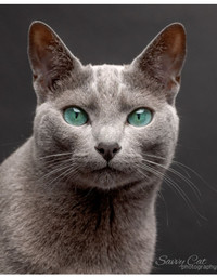 TICA registered Russian blue kittens wait-list (please email)