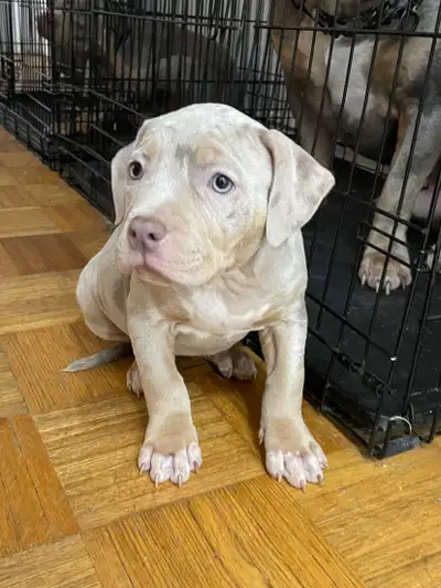 IF YOU ARE RESPONDING TO THIS AD PLEASE TEXT OR CALL! 11 healthy pup litter born 01/22/25 to registe...