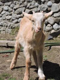 ***Saanen/Alpine/Boar 2 month old friendly male goat***