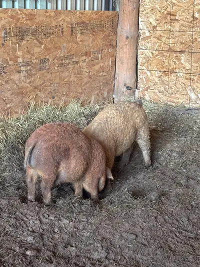 2 Pure bred mangalitsa boars born December 31 2024, parents are registered the Boar/father is red an...