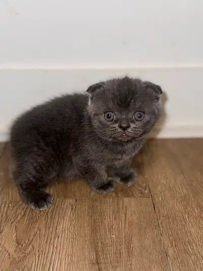 Kittens and Cats , View more