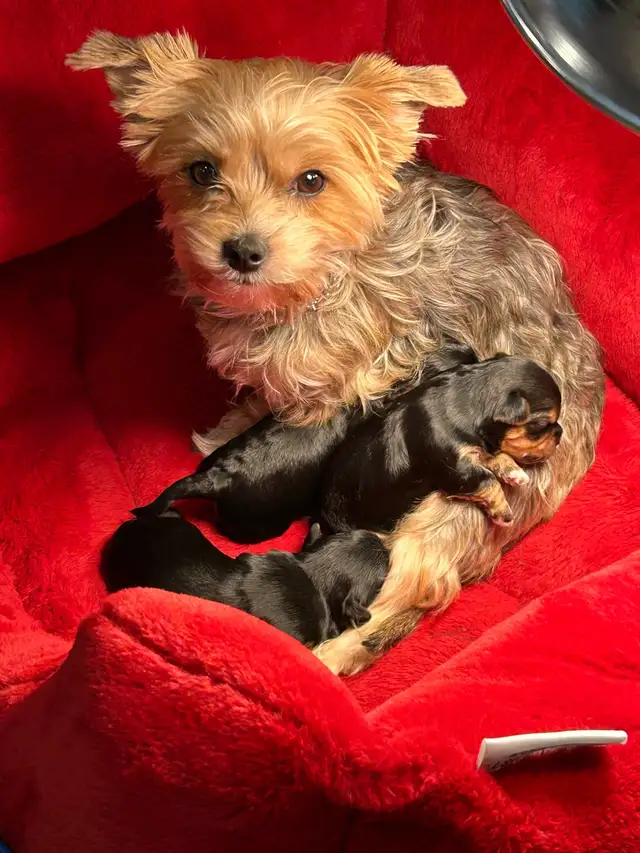 Yorkie/Biewer.. ONLY 2 Boys to go! (*See Note below) in Dogs & Puppies for Rehoming in Hamilton - Image 11