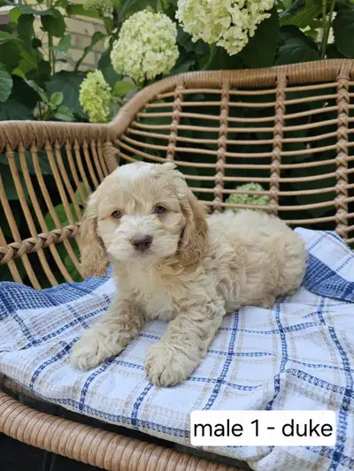 Adorable cream coloured cockapoo puppies for sale, View more