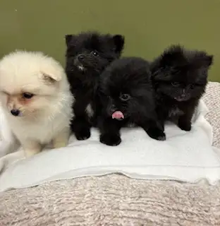 ❤️Pomeranian Puppies ❤️, View more