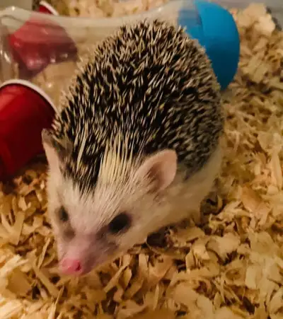 Sweetest Female Pygmy Hedgehog with big cage!, View more