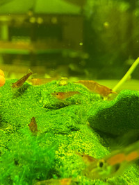 Red cherry shrimps for sale