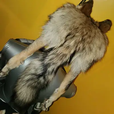 Chapeau de loup double Fourrures doublé en alpaga