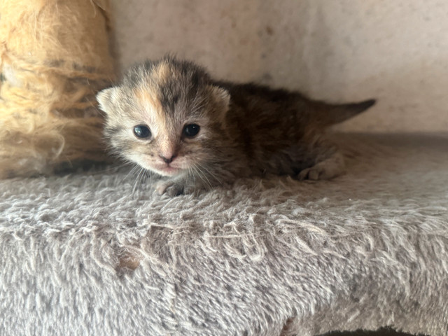 Siberian mix kittens  in Cats & Kittens for Rehoming in Peterborough - Image 3