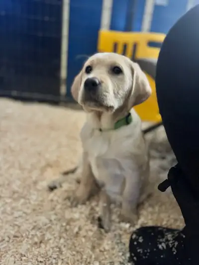 PRICE REDUCED - CKC Registered Yellow Lab Puppies, View more