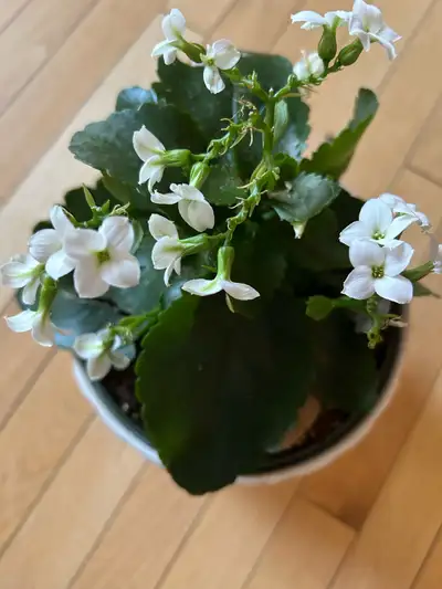 Beauriful white Kalonchoe plant with pot, View more