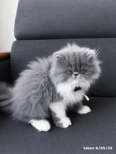 Last one left Persian Kitten – Blue & White Bicolor Female, View more