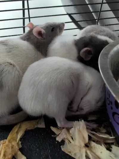 Pet rats, View more