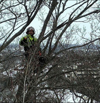 Tree trimming/removals