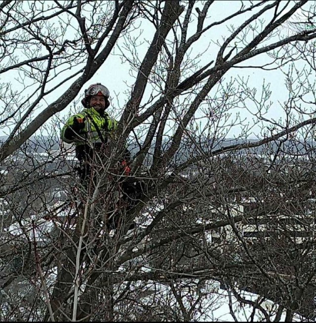 Tree trimming/removals in Lawn, Tree Maintenance & Eavestrough in Kitchener / Waterloo