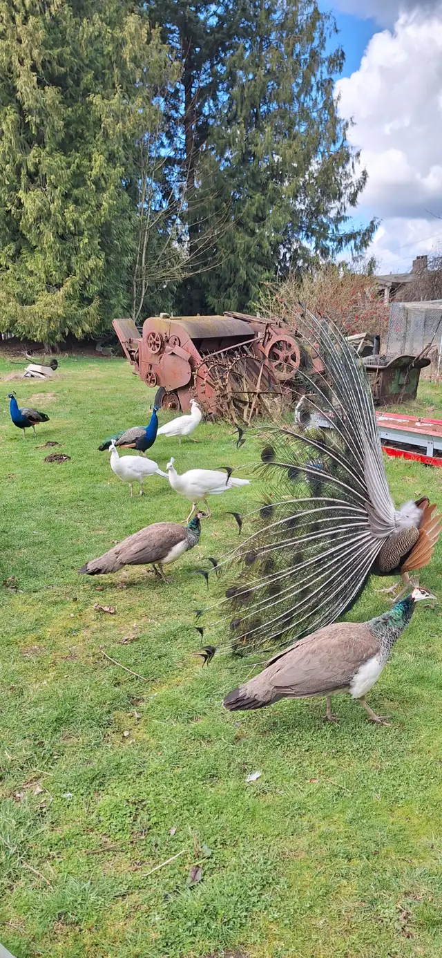 Peafowl for sale in Birds for Rehoming in Delta/Surrey/Langley - Image 3