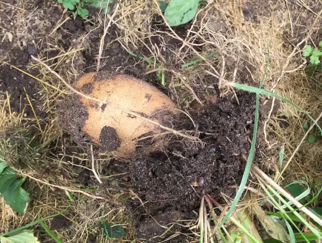 rabbit manure558827477413416966