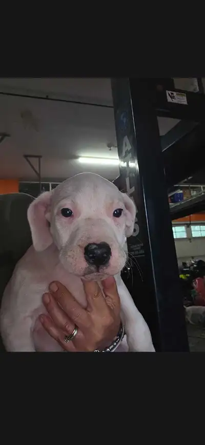 dogo Argentino pure bred morocho, View more
