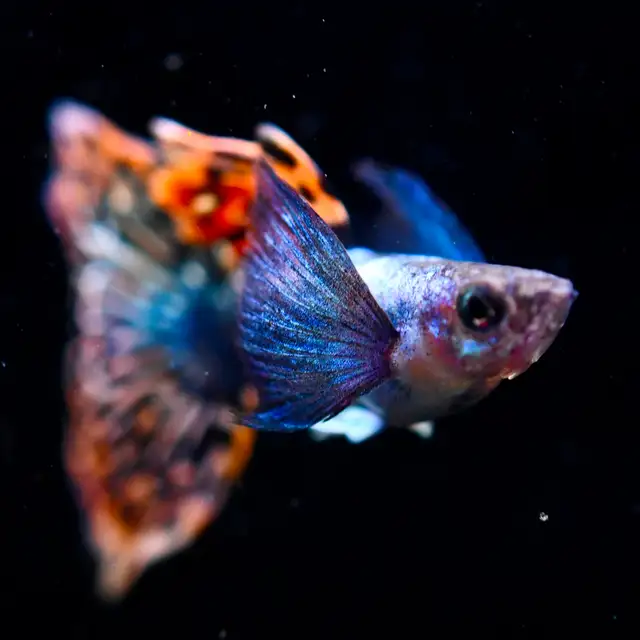 Love Guppies? Explore Our Incredible Selection! in Fish for Rehoming in Calgary - Image 4