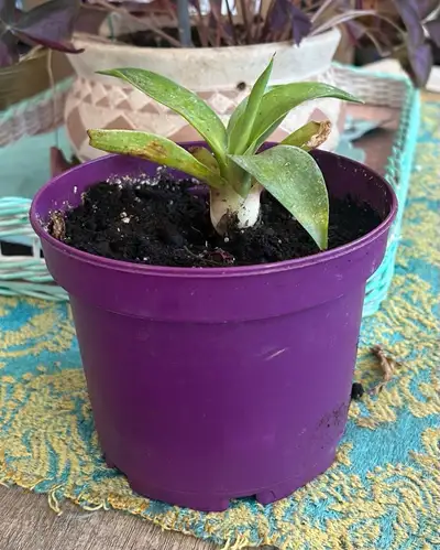 Century house potted plant, View more